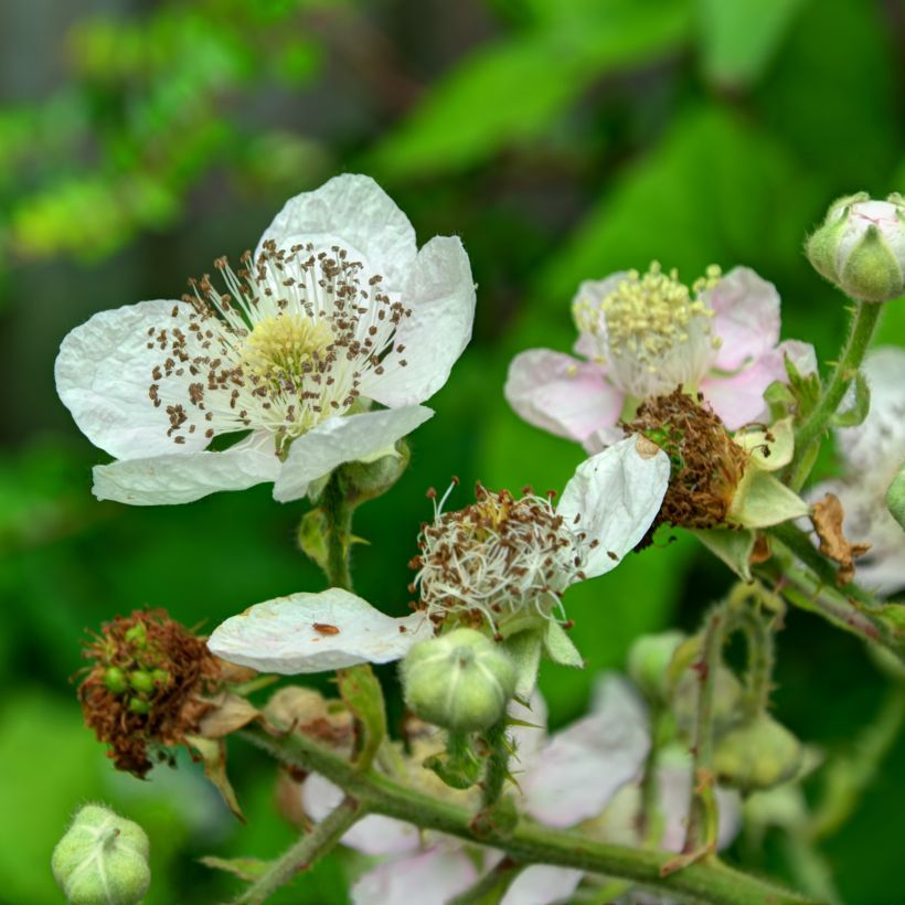Everbearing Blackberry Reuben  - Rubus fruticosus (Flowering)