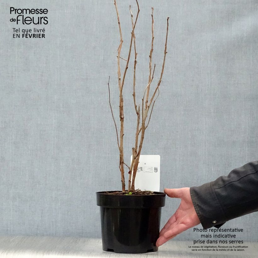 Rubus odoratus - Ronce d'ornement Pot de 3L/4L sample as delivered in winter