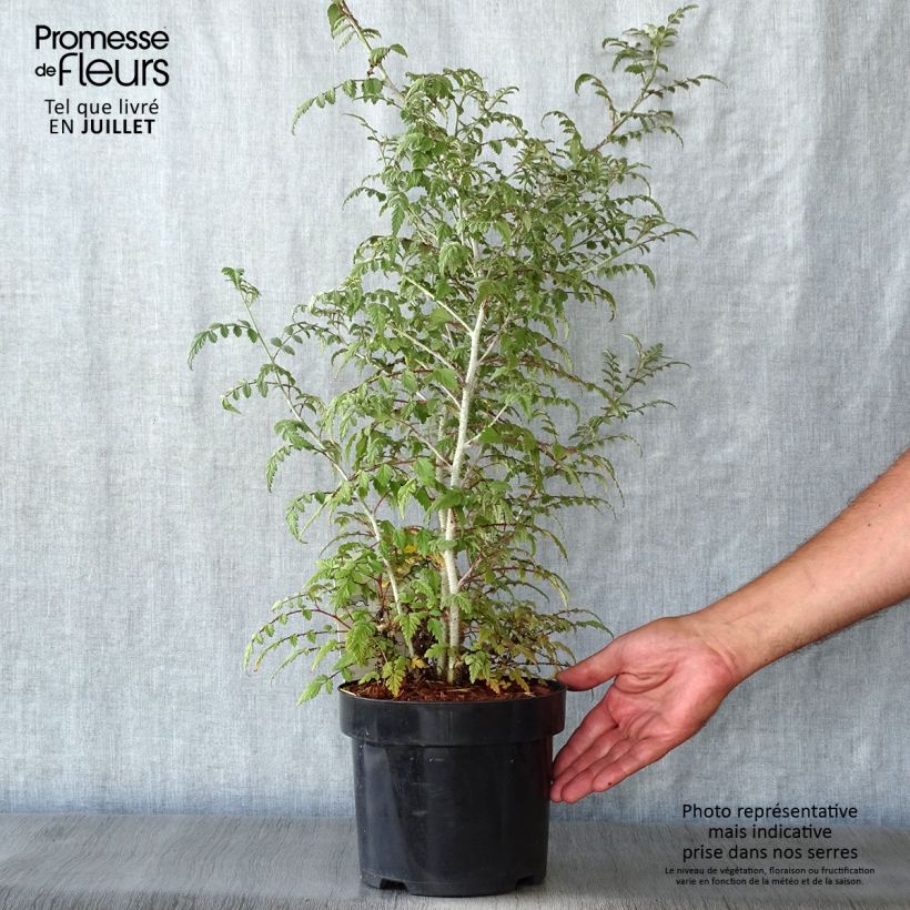 Rubus thibetanus Silver Fern - Ronce d'ornement Pot de 3L/4L sample as delivered in summer