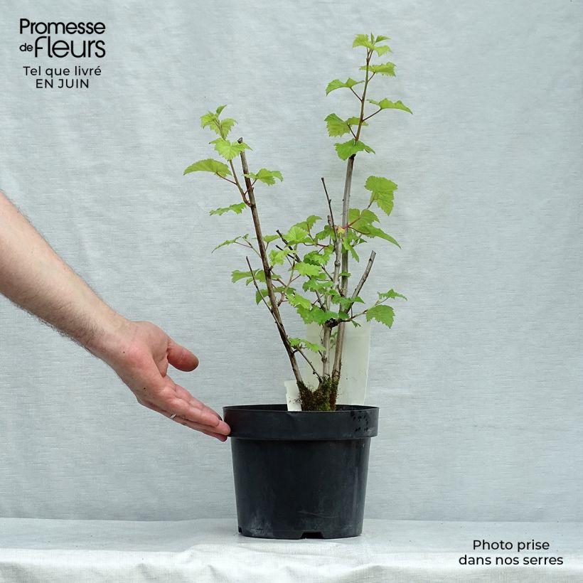 Rubus tridel Benenden - Ronce d'ornement. Pot de 3L/4L sample as delivered in summer