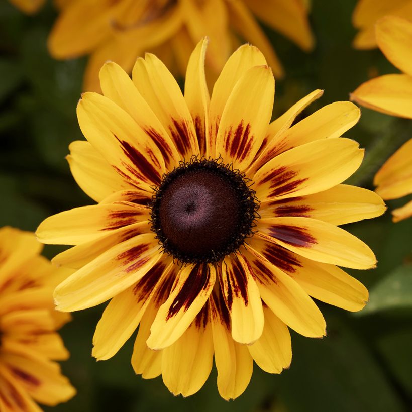 Rudbeckia hirta Giggling SmileyZ 'Rudht25' (Flowering)