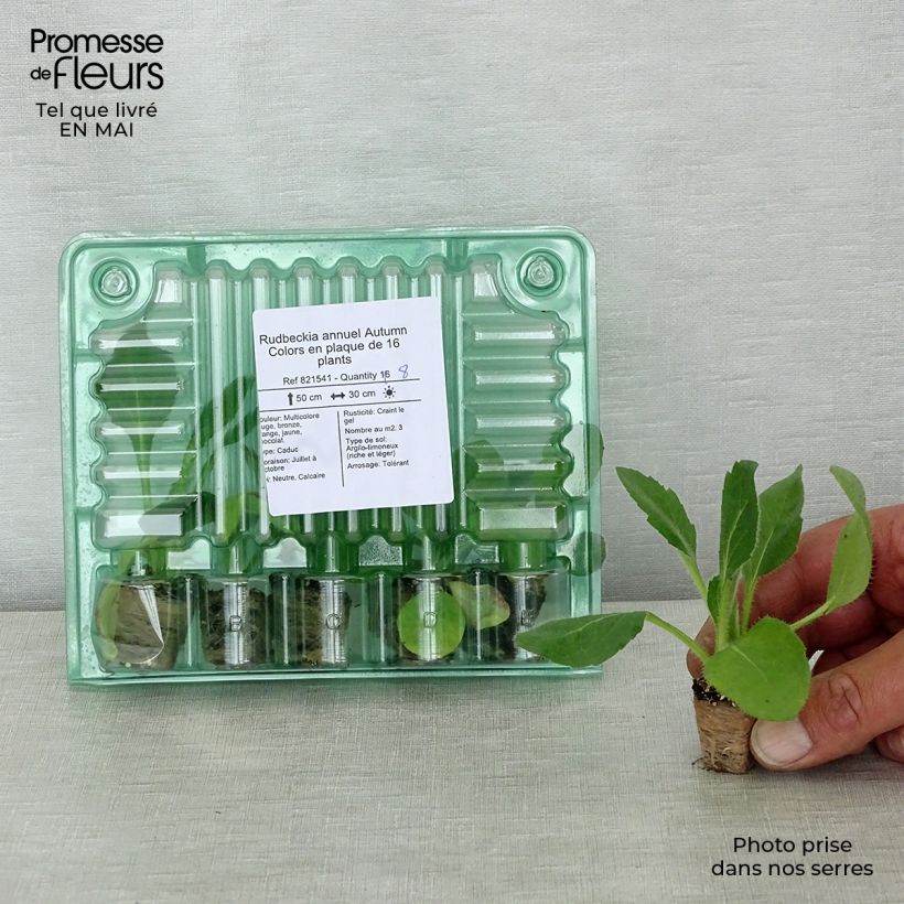 Rudbeckia hirta Autumn Colours Plug plants 3.8 x 3.2cm - Tray of 16 sample as delivered in spring