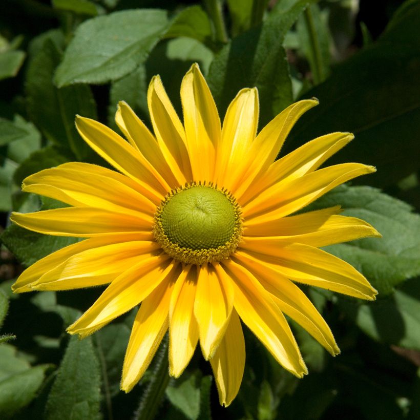 Rudbeckia hirta Prairie Sun (Plant habit)