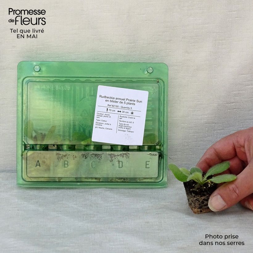 Rudbeckia hirta Prairie Sun Plug plant 3/4cm sample as delivered in spring