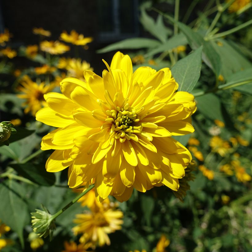 Rudbeckia laciniata 'Goldquelle' (Flowering)