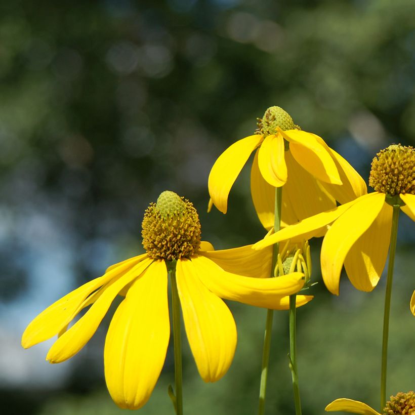 Rudbeckia nitida Herbstsonne (Flowering)