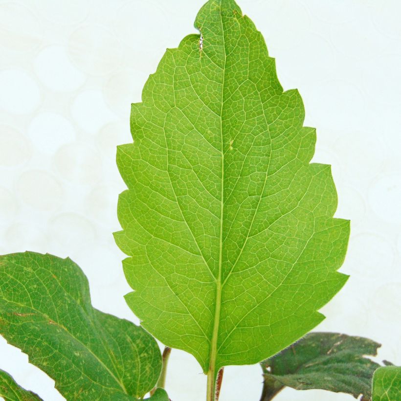 Rudbeckia occidentalis Green Wizard (Foliage)