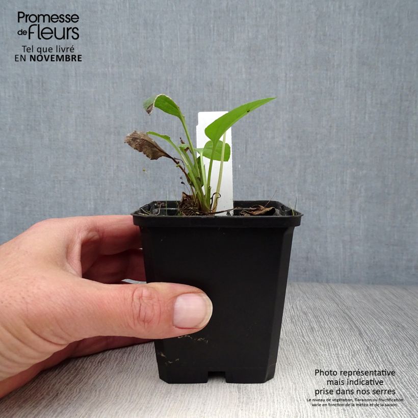 Rudbeckia occidentalis Green Wizard 8/9 cm pot sample as delivered in autumn