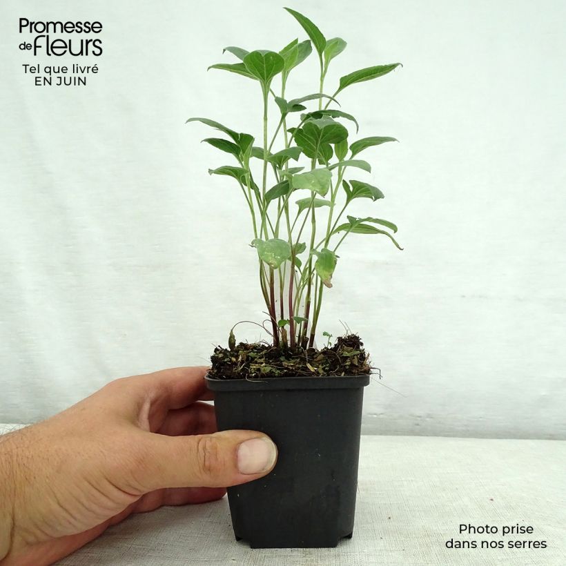 Rudbeckia subtomentosa Little Henry 8/9 cm pot sample as delivered in summer