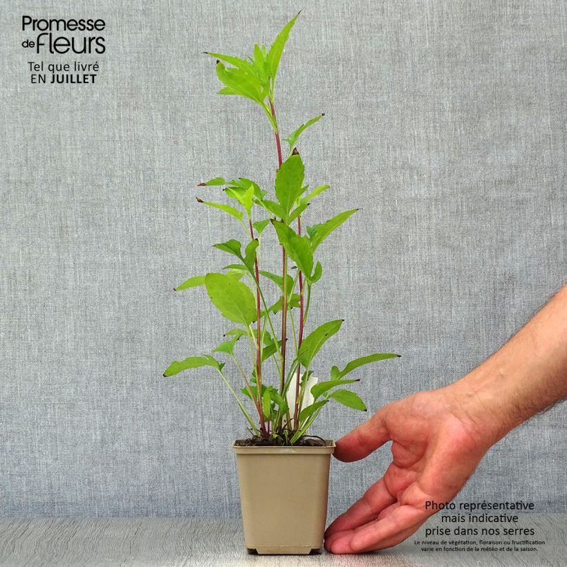 Rudbeckia triloba 8/9 cm pot sample as delivered in summer