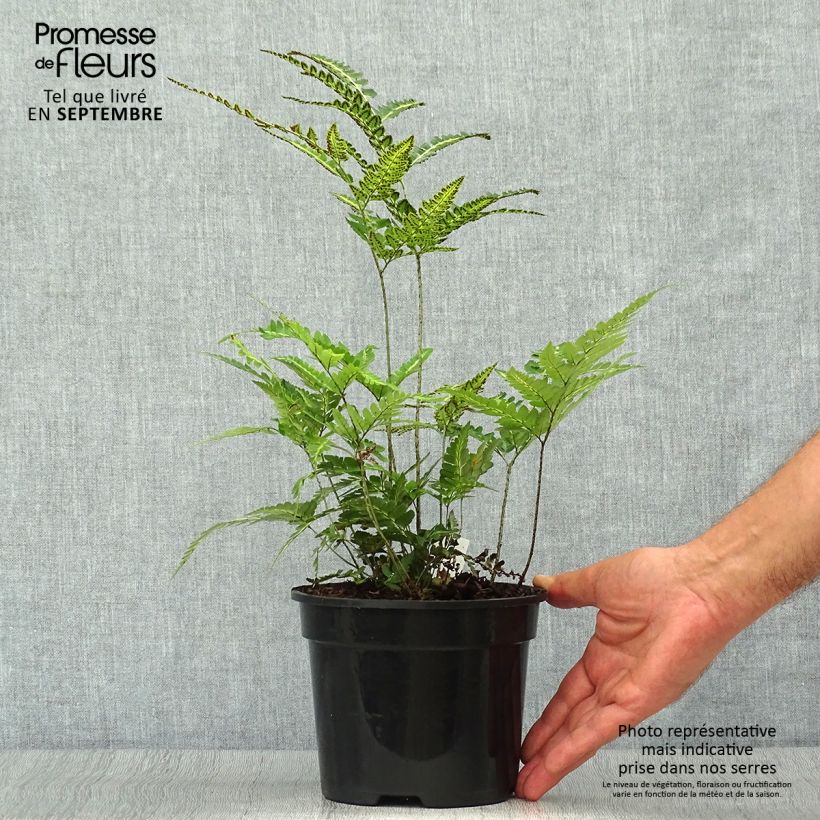 Rumohra adiantiformis Variegata 2L/3L pot sample as delivered in autumn