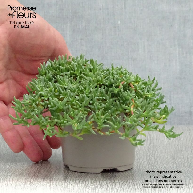 Ruschia prostrata - Antimima prostrée Godet de 9cm sample as delivered in spring