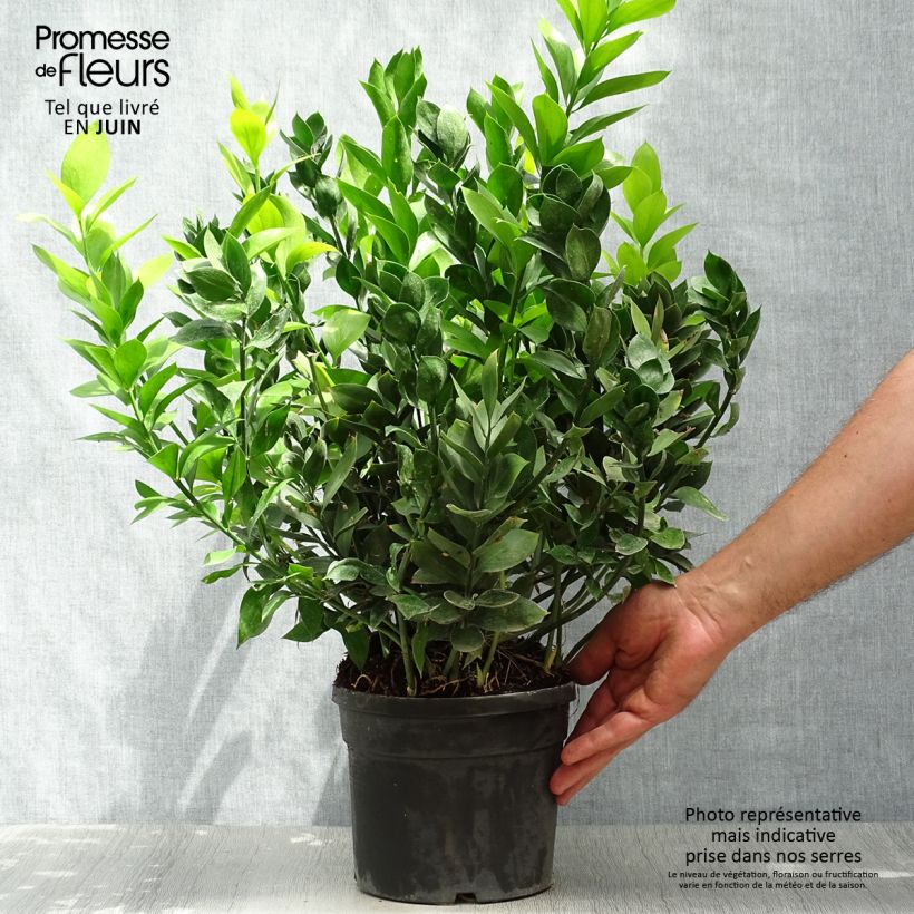 Ruscus hypoglossum 3L/4L pot sample as delivered in summer