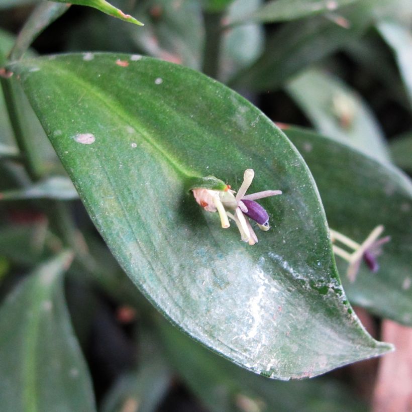 Ruscus hypoglossum (Flowering)