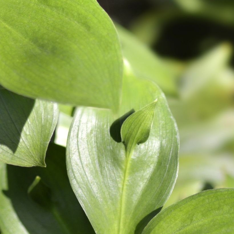 Ruscus hypoglossum (Foliage)