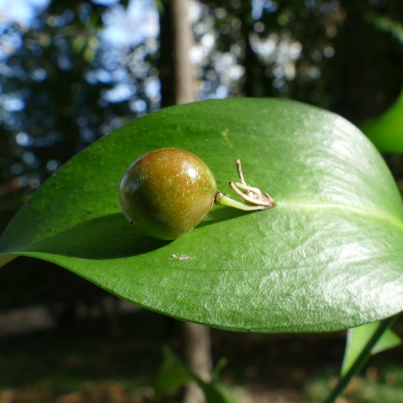 Ruscus hypoglossum (Harvest)