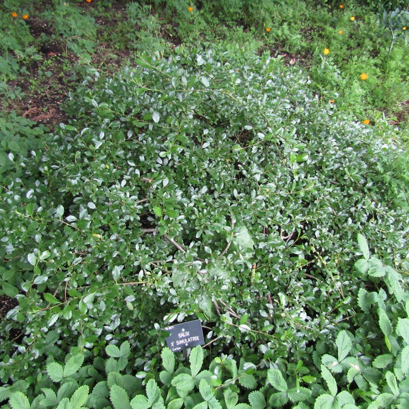 Salix simulatrix - Dwarf willow (Plant habit)