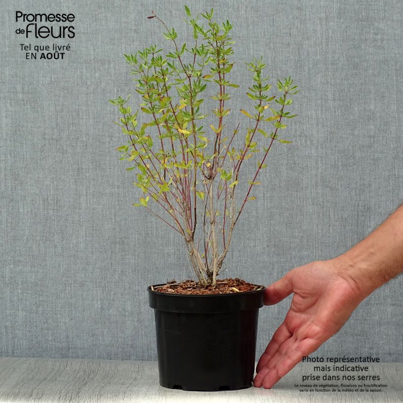Salvia jamensis Raspberry Royale 2L/3L pot sample as delivered in summer