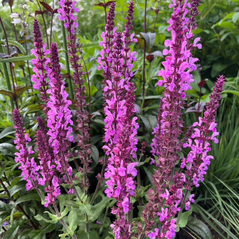 Salvia x sylvestris Lyrical Katsjing (Flowering)