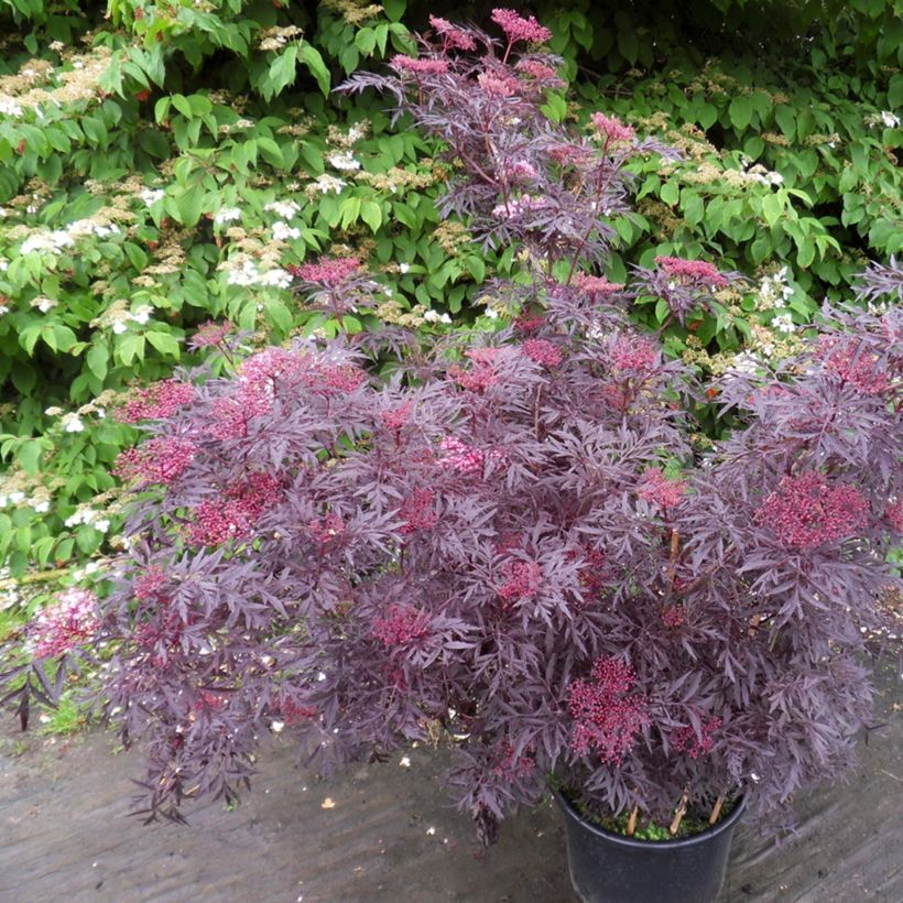 Sambucus nigra Cherry Lace - Black Elder (Plant habit)
