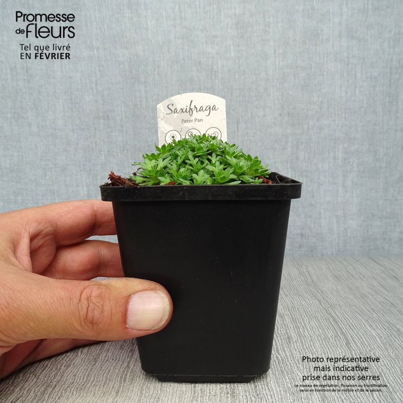 Saxifraga arendsii Peter Pan - Saxifrage mousse Godet de 9cm sample as delivered in autumn