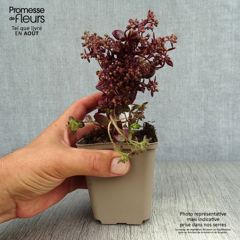 Sedum SunSparkler Firecracker - Stonecrop 8/9 cm pot sample as delivered in summer