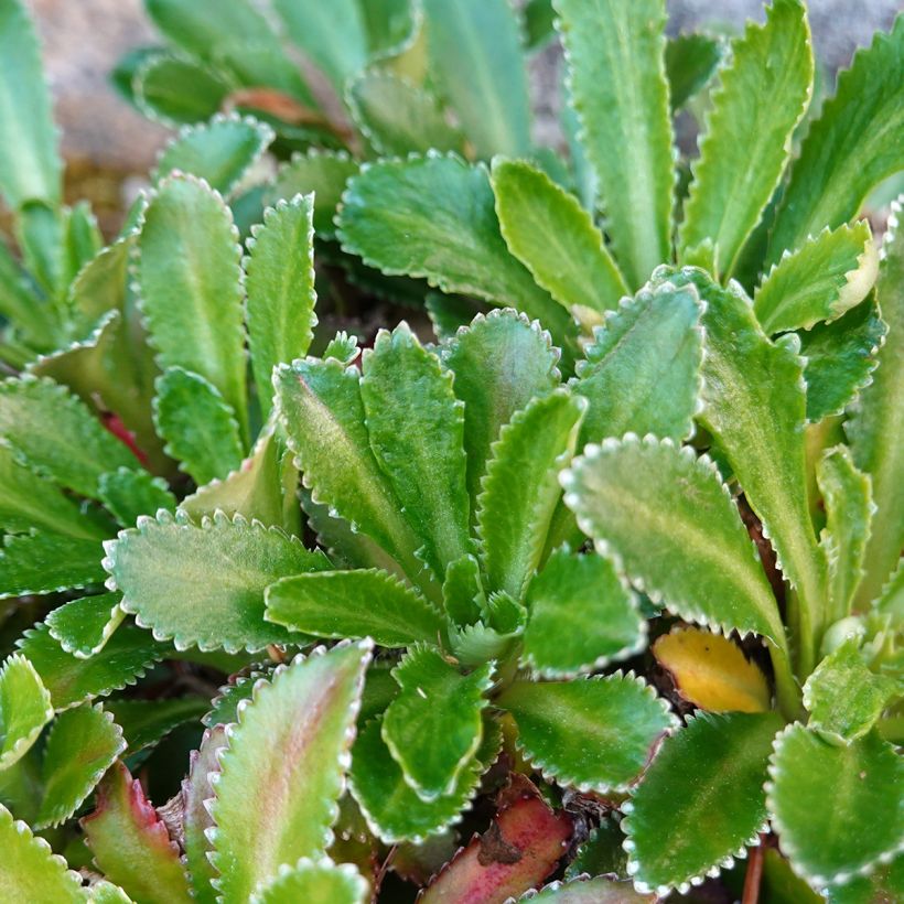 Sedum aizoon  (Foliage)