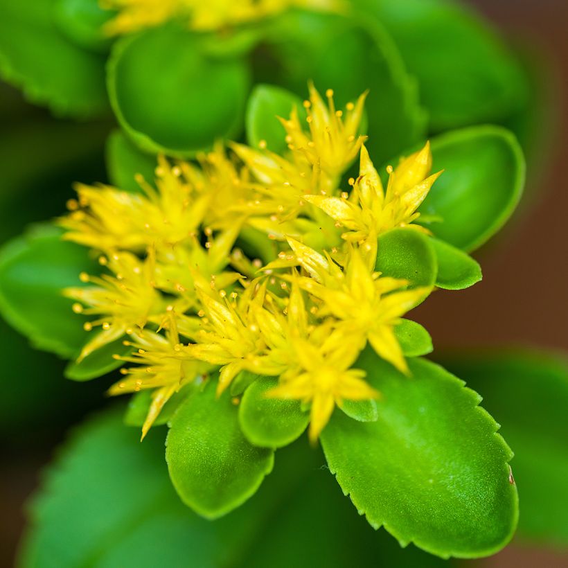 Sedum aizoon  (Flowering)