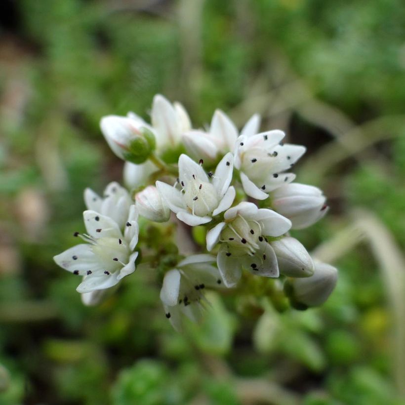 Sedum divergens  (Flowering)