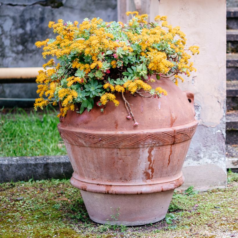 Sedum palmeri  (Plant habit)