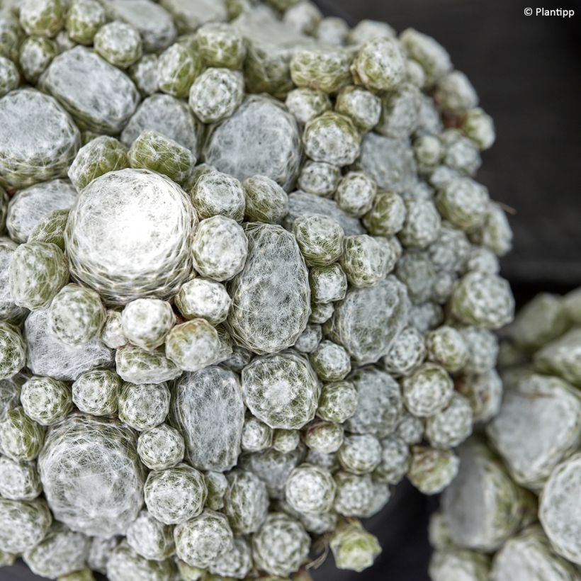 Sempervivum Arctic White  (Foliage)