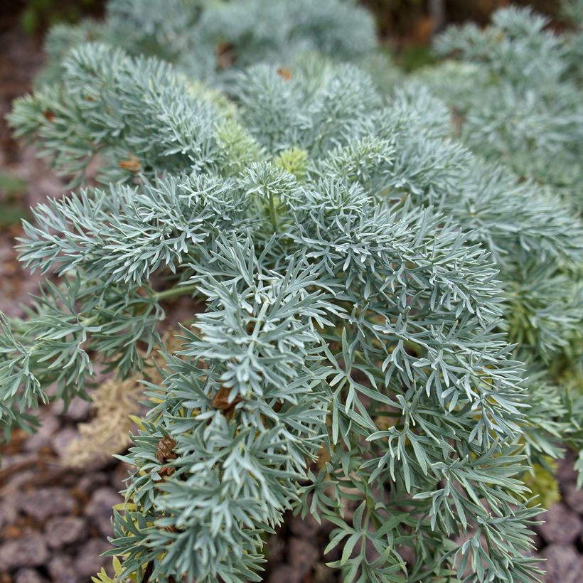 Seseli gummiferum (Foliage)