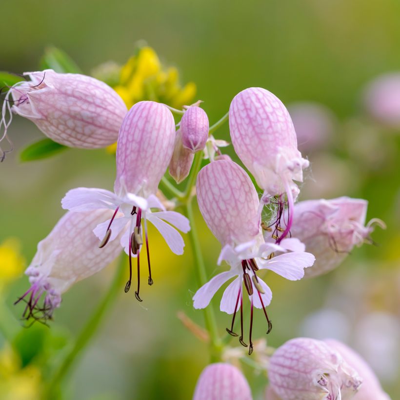 Silene vulgaris (Flowering)