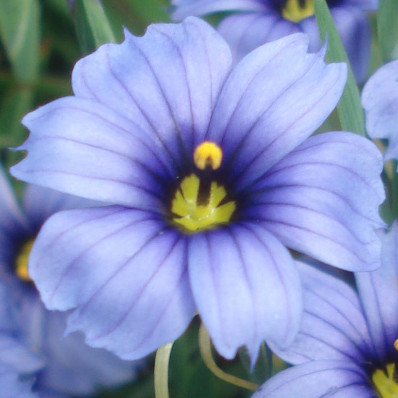 Sisyrinchium angustifolium Devon Skies (Flowering)