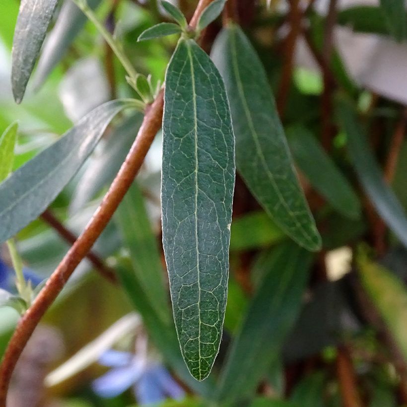 Sollya heterophylla Ultra Blue (Foliage)