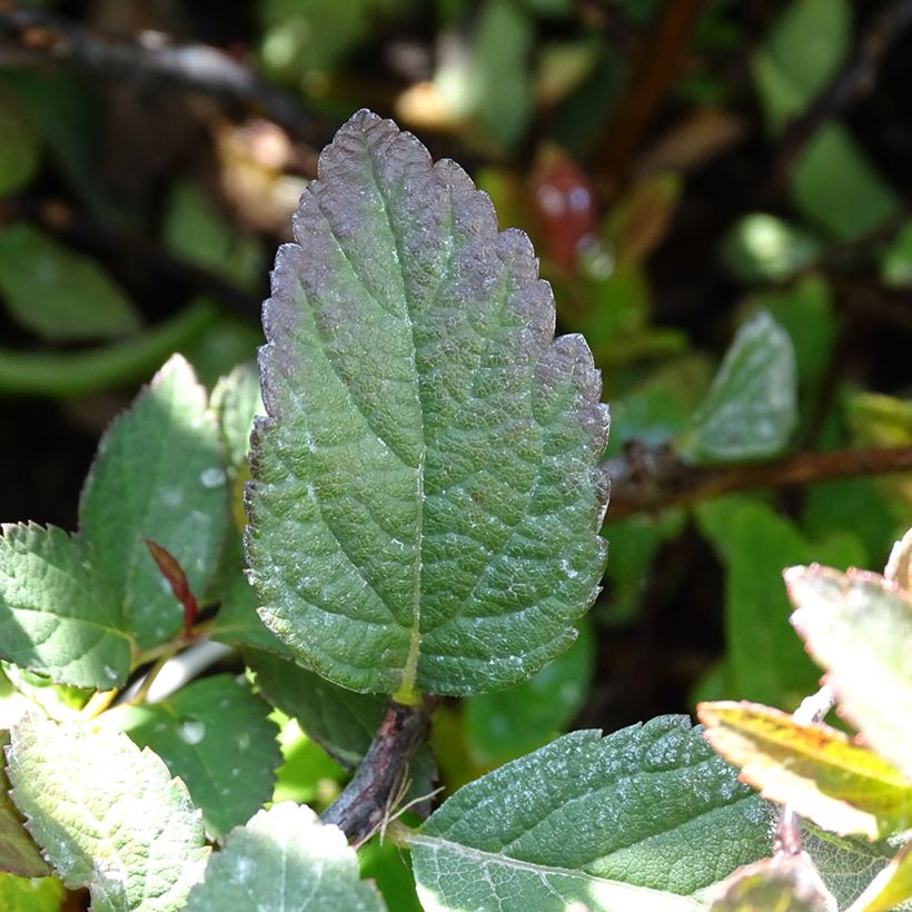 Spiraea japonica Merlo Green (Foliage)