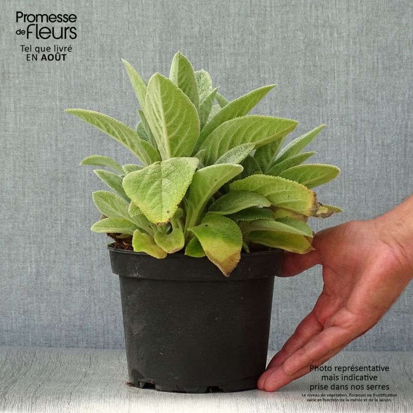 Stachys byzantina Big Ears - Oreille d'ours Pot de 1,5L/2L sample as delivered in summer