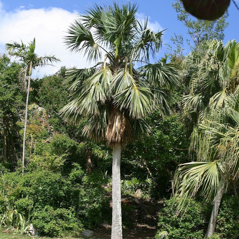 Sabal bermudana - Bermuda Palm (Plant habit)