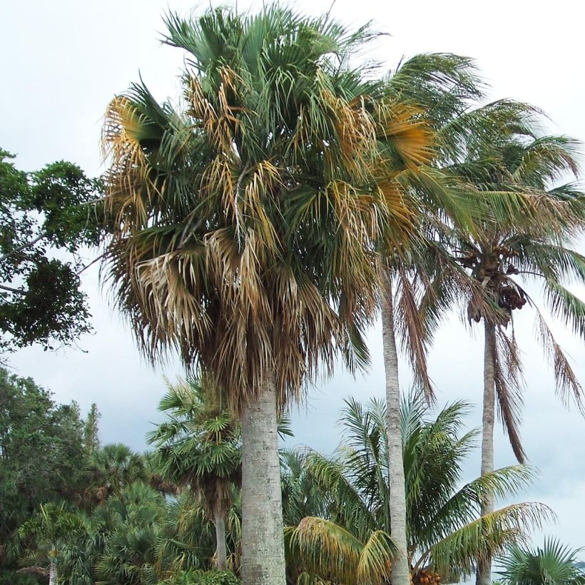 Sabal causarium - Puerto Rican hat palm (Plant habit)
