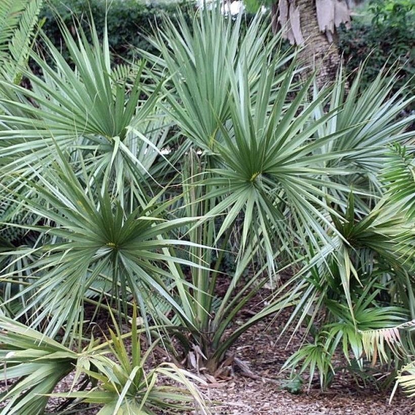 Sabal etonia - Scrub Palmetto (Plant habit)