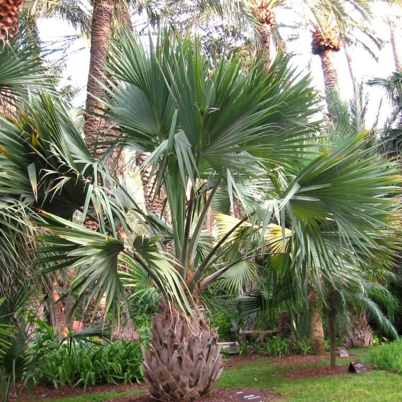 Sabal maritima - Jamaican Palmetto (Plant habit)