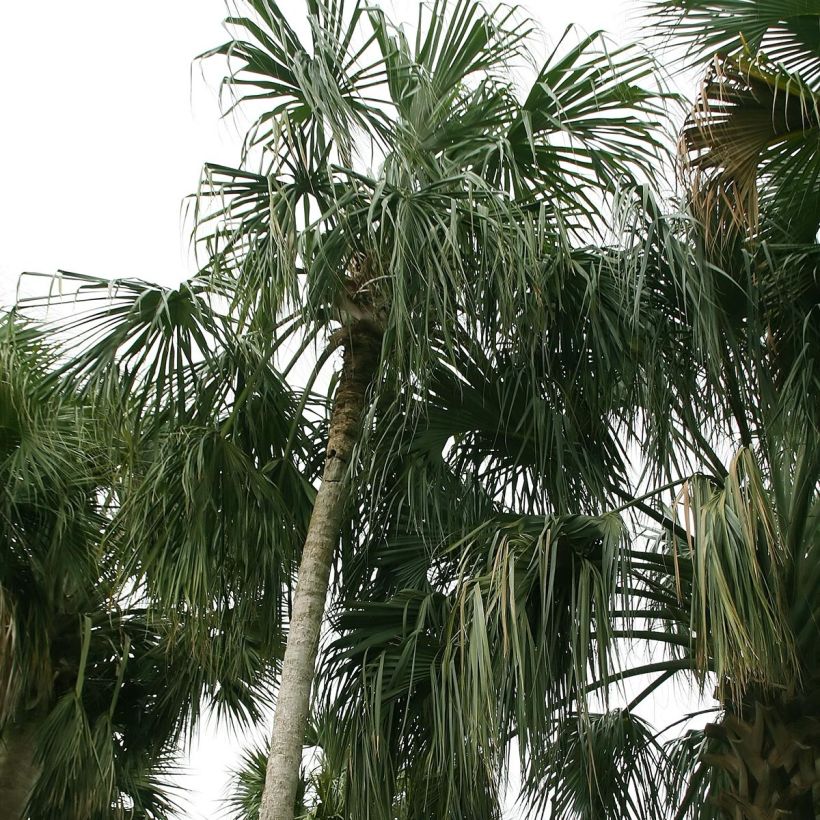 Sabal mauritiiformis - Trinidad Palm (Plant habit)