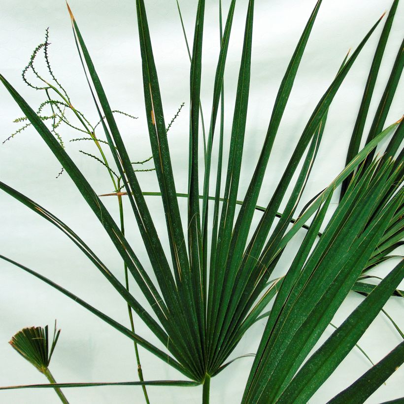 Sabal minor - Dwarf Sabal (Foliage)