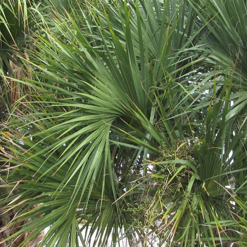 Sabal palmetto - Cabbage Palm (Foliage)