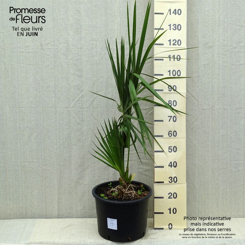 Sabal palmetto - Cabbage Palm sample as delivered in spring