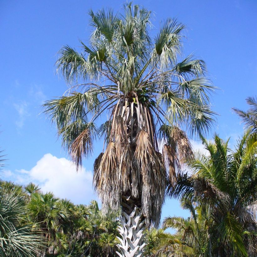 Sabal uresana - Sonoran Palmetto (Plant habit)