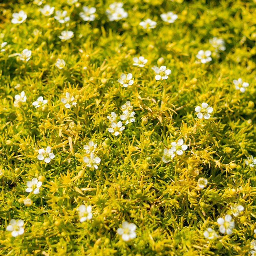 Sagina subulata Lime Moss (Flowering)