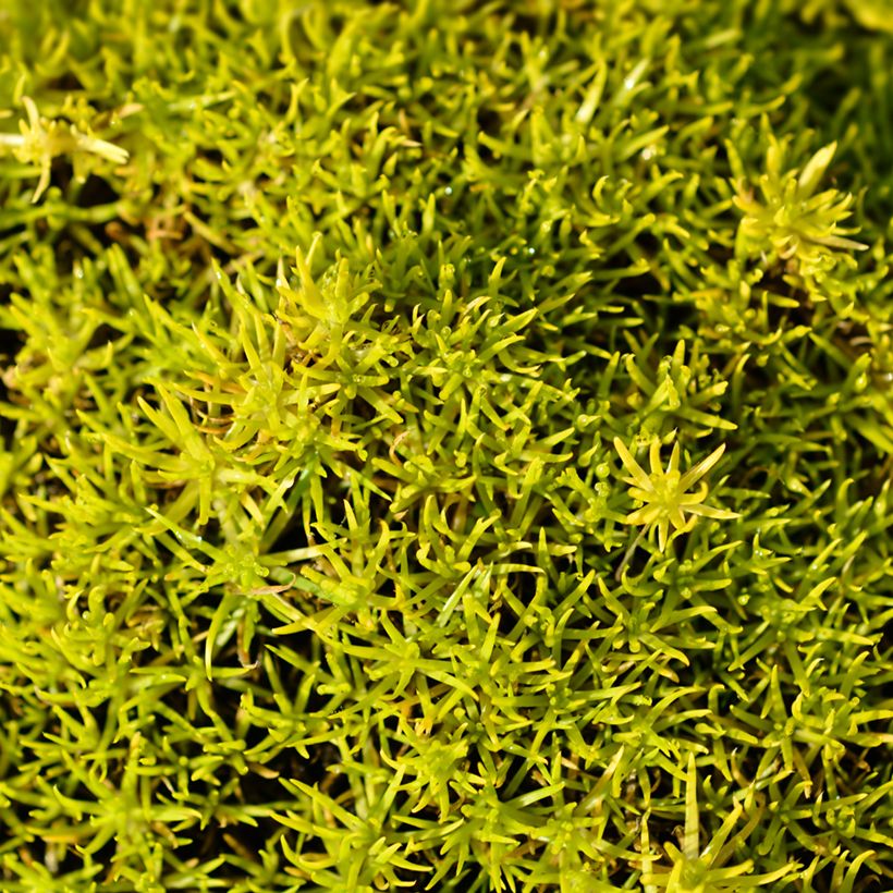 Sagina subulata 'Aurea' (Foliage)