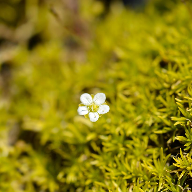 Sagina subulata 'Aurea' (Flowering)