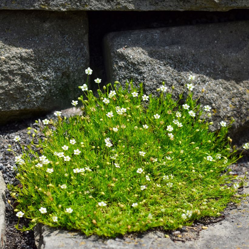 Sagina subulata (Plant habit)